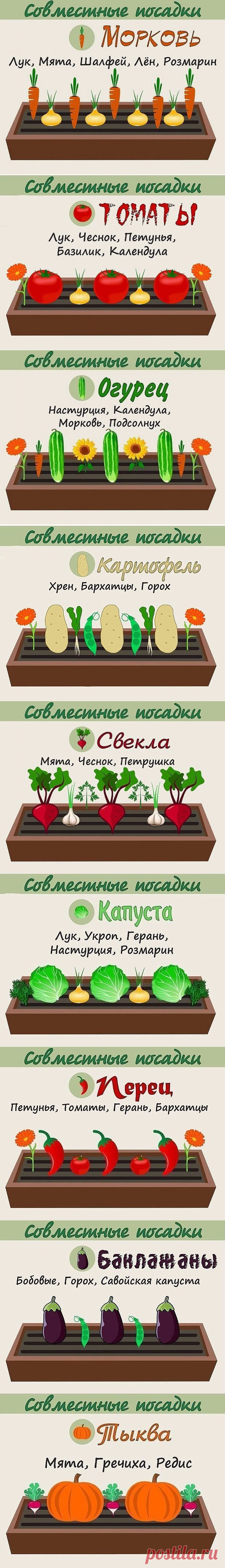 590d15994715b969548a8ac3a4835536.png (616×4290)