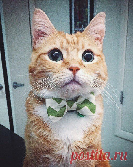 Котизм