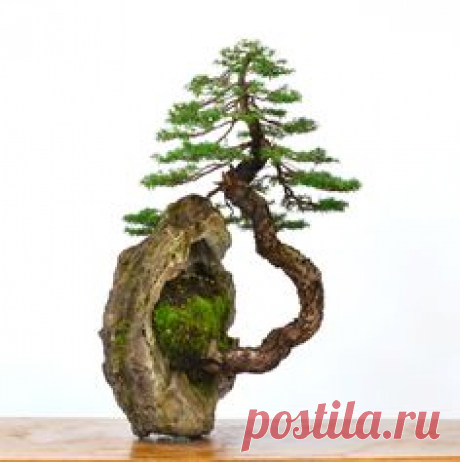 Письмо «Мы нашли новые Пины для вашей доски «гарденинг (мини-сады… | гарденинг (мини-сады, домики,замки) | Мини сады, Письмо и Сады