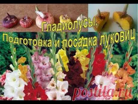Как правильно посадить гладиолусы.