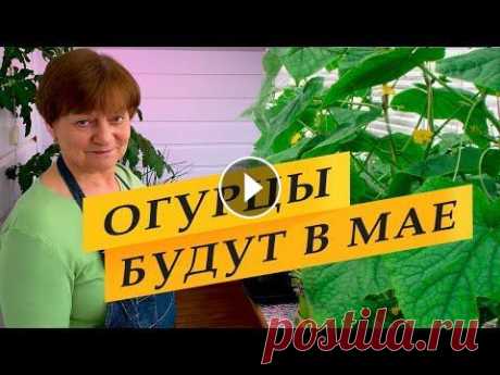 Огурцы будут в мае. Приступаем к посеву Огурцы буду в мае. Для выращивания огурцов в теплице, в начале апреля надо сеять семена на рассаду. Также сею на рассаду семена кабачков для теплицы д. 