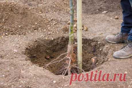 Plantar una pera en otoño: cómo y cuándo plantar, secretos de cuidado