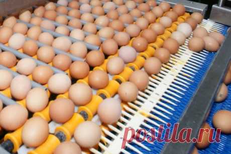 ФАС предостерегла торговые сети от повышения цен на яйца в преддверии Пасхи. Антимонопольщики направили письма не только продавцам, но и производителям.