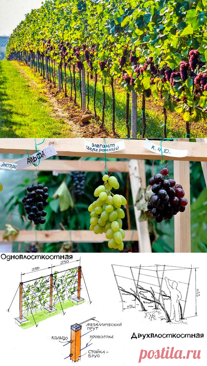 Как расположить виноград на участке по сторонам света схема