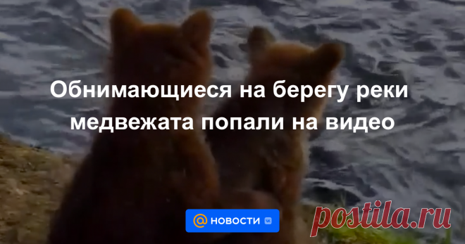 Обнимающиеся на берегу реки медвежата попали на видео Это дети известной жительницы американского заповедника, самки 026.
