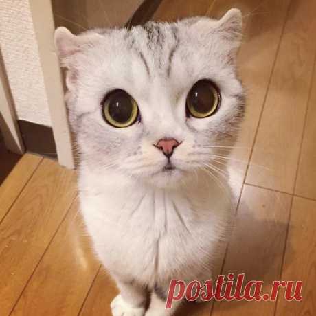 Хана — обворожительная кошка с огромными глазами, которая покорила Instagram