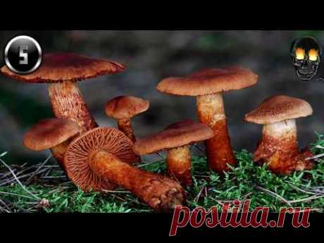 TOP-10 САМЫХ ЯДОВИТЫХ ГРИБОВ СНГ