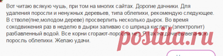 Как избавиться от сливовой поросли на садовом участке