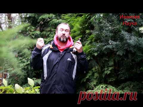 Помогите розам, персикам, абрикосам и другим неженкам пережить зиму!