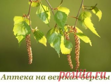 АПТЕКА НА ВЕТКАХ БЕРЕЗЫ... 
Весна вступает в свои права и уже начинает нас радовать повсеместно просыпающейся зеленой краской. Одной из первых в зеленой компании стоит береза. Уже сейчас на ее ветках видны пробивающиеся навстре…