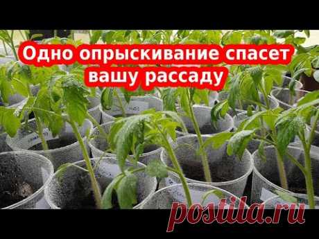 Желтеет рассада, листья помидоров, перца или баклажан