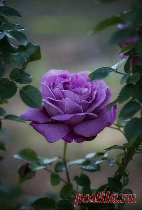 Красота существует не просто в розе, красота существует во встрече сердца с розой.
Чандра Мохан Джеин