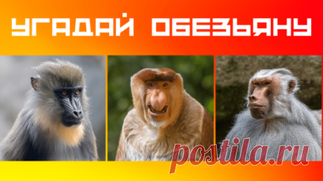 Дом тестов — Тесты Викторины География + Инвестиции Страхование Недвижимость | Обезьяны 🙈Тест виды обезьян 🙉 Хорошо ли ты знаешь обезьян? | Видеоигра Дом тестов