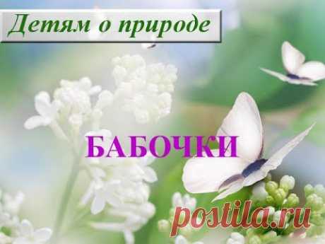 Интересные факты о насекомых. Сообщение о насекомом бабочке - YouTube