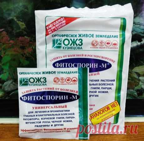 Как использовать Фитоспорин-М при выращивании клубники | Уютный дом в цветущем саду | Дзен