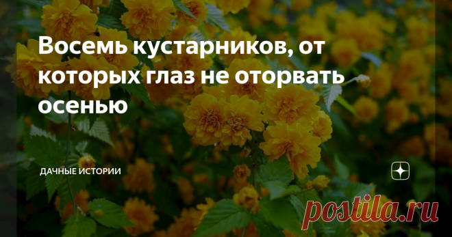 Восемь кустарников, от которых глаз не оторвать осенью