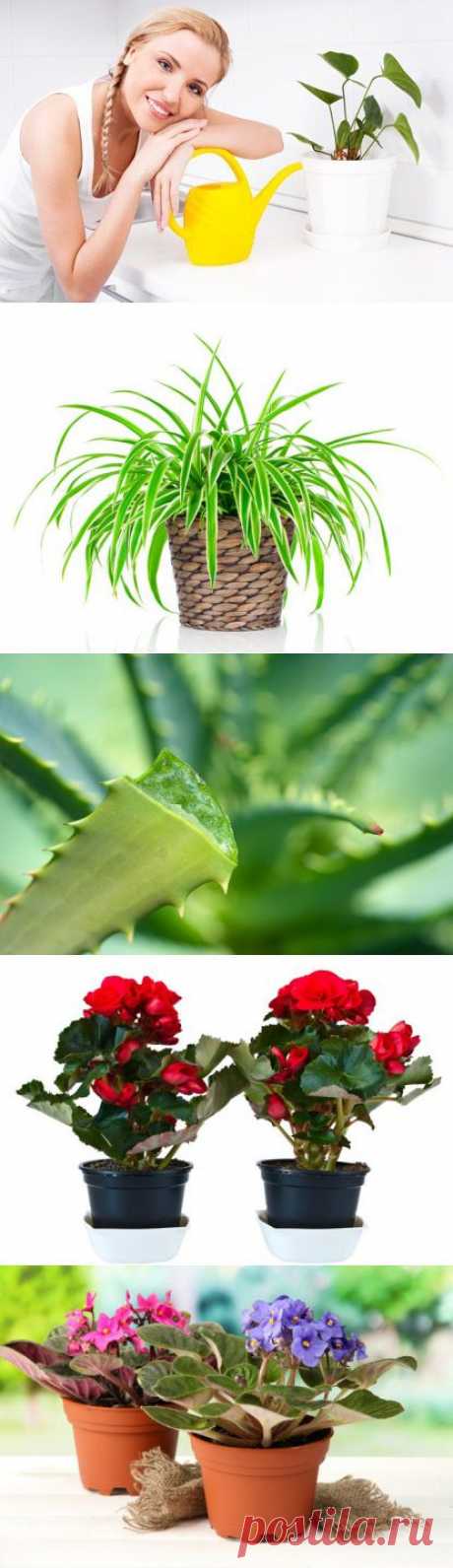 Топ-10 комнатных растений, полезных для здоровья / Домоседы
