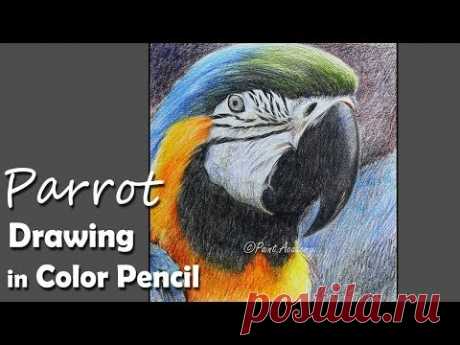 How to Draw A Realistic Parrot Face in Colored Pencil