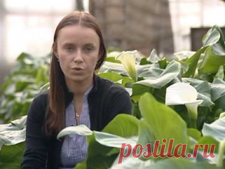 Видео о Калле эфиопской – посадка дома, цветение каллы, полив и подкормки