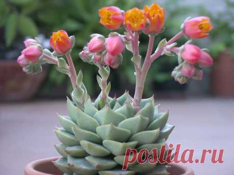 Комнатное растение Эхеверия (Echeveria). Род включает более 200 видов, произрастающих в Мексике, Центральной и Южной Америке, Плотные мясистые листья эхеверий собраны в компактную розетку, диаметр которой у эхеверии металлической (E.metallica) достигает 30-40 см, а у эхеверии сизой (E.glauca) - всего 6-10 см. Во время цветения над розетками поднимаются длинные цветоносы, несущие кистевидные соцветия. Дочерние растения образуются из почек, закладывающихся в основании листьев.
