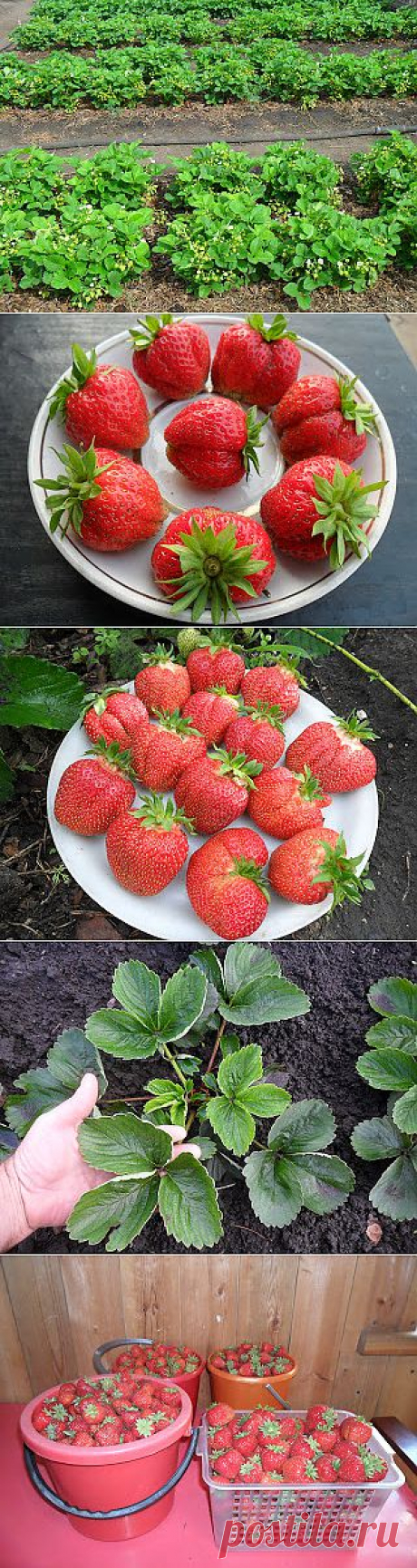 Вкусный Огород: Размножение клубники