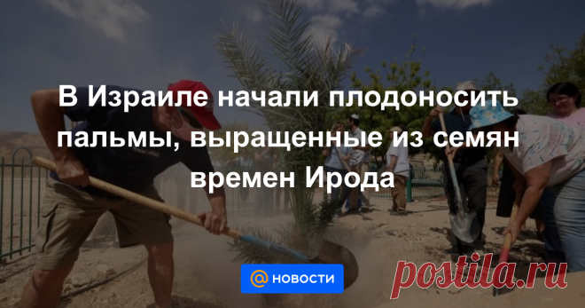 В Израиле начали плодоносить пальмы, выращенные из семян времен Ирода Финики скоро поступят в продажу. Как сообщает The Jerusalem Post, уже в декабре в израильских магазинах появятся плоды, выращенные в стране из семян, найденных в районе холма Масада.
На сегодняшний день в Израиле растет всего лишь одна пальма, посаженная в честь царя Ирода.
К сожалению, плодоносить она начала слишком поздно.
В прошлом году первые финики появились в августе.
Однако деревья были слишком маленькими, и урожай со…