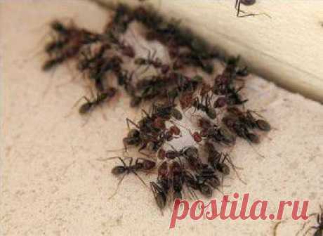 Как избавиться от мелких муравьев в доме не используя химию