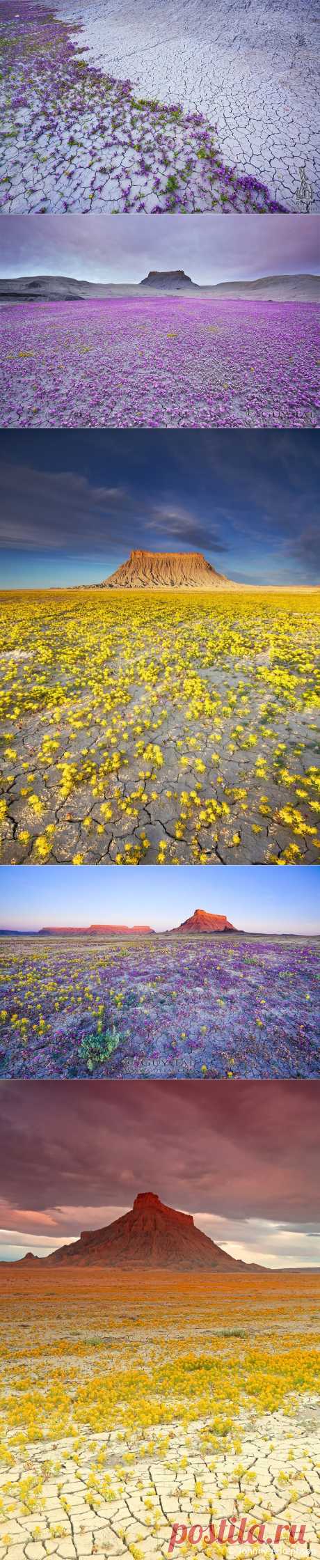 Цветы в пустыне. 
Бедленд (badlands), буквально - плохие, бесплодные земли на американском западе, известные своими печальными, засушливыми и неумолимыми пейзажами, которые украшают лишь холмы с узкими гребнями, при благоприятном стечении обстоятельств  наполняются необычайным обилием цветов... Цветение происходит очень быстро, так как количество влаги которая появляется в этих суровых местах небольшое, поэтому зрелище это редчайшее конечно...