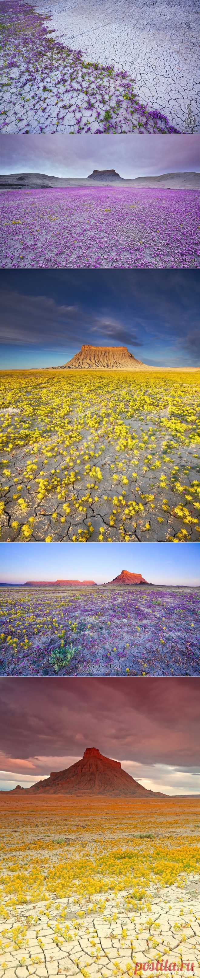 Цветы в пустыне. 
Бедленд (badlands), буквально - плохие, бесплодные земли на американском западе, известные своими печальными, засушливыми и неумолимыми пейзажами, которые украшают лишь холмы с узкими гребнями, при благоприятном стечении обстоятельств  наполняются необычайным обилием цветов... Цветение происходит очень быстро, так как количество влаги которая появляется в этих суровых местах небольшое, поэтому зрелище это редчайшее конечно...