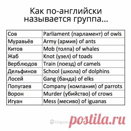 Groups of animals in English) Very interesting)))