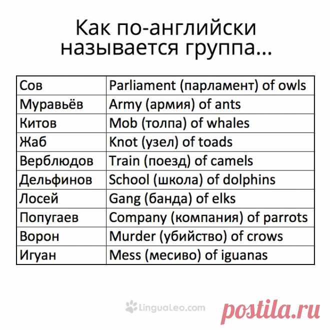 Groups of animals in English) Very interesting)))