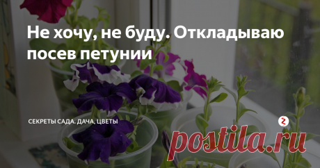 Не хочу, не буду. Откладываю посев петунии Уже много лет я отдаю своё предпочтение петунии. Она растёт у меня и на даче, и на балконе. И раньше у меня никогда не получалось вырастить рассаду самой. Она предательски чахла без видимых причин!
Я выбрала сорта,