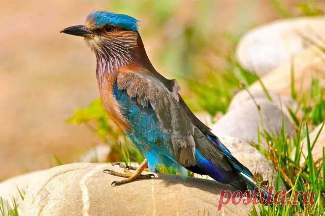 Бенгальская сизоворонка (Coracias benghalensis) — птица из семейства сизоворонковых, проживающая в южной части азиатских тропиков. Птица встречается в южной Азии от Ирака до Таиланда и известна высшими пилотажами самцов во время брачного периода. Не является миграционной, но выполняет те или иные сезонные перемещения. Существуют три подвида, из которых ни один не находится под угрозой исчезновения