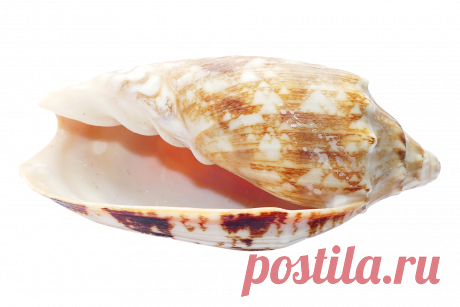 РакУшка тук-тук🐚
Эволюция сознания и подсознания. 
Сильная позиция гораздо эффективнее, она ведет к развитию и реализации.
Работая с клиентами, я часто предлагаю посмотреть на ситуацию не с позиции «потому что», а с позиции «для того, чтобы»(ради чего?).