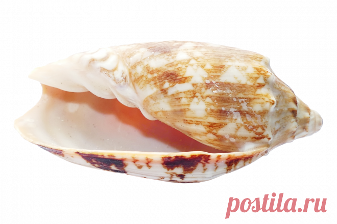РакУшка тук-тук🐚
Эволюция сознания и подсознания. 
Сильная позиция гораздо эффективнее, она ведет к развитию и реализации.
Работая с клиентами, я часто предлагаю посмотреть на ситуацию не с позиции «потому что», а с позиции «для того, чтобы»(ради чего?).