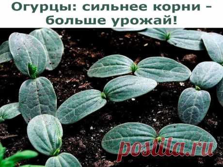 Огурцы: сильнее корни — больше урожай | Полезные советы!