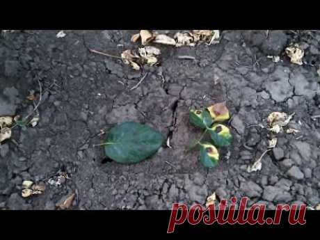 Чёрная пятнистость на розах. Профилактика и лечение.