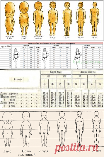 пропорции тела у новорожденных - Поиск в Google