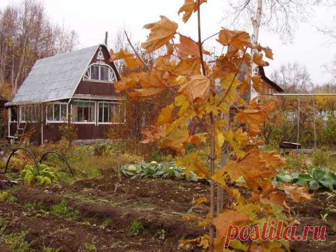 Закрываем дачный сезон: чего нельзя и что нужно сделать на огороде осенью Сибиряки – заядлые дачники, осенью стараются сделать всю работу, которую не успели летом; Сиб.фм разбирался, чего нельзя делать на даче в последние погожие деньки.