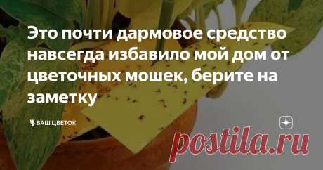 Это почти дармовое средство навсегда избавило мой дом от цветочных мошек, берите на заметку Статья автора «🌷Ваш Цветок» в Дзене ✍: Наверное, все любители комнатных растений сталкивались с мелкими насекомыми, летающими над цветочными горшками.