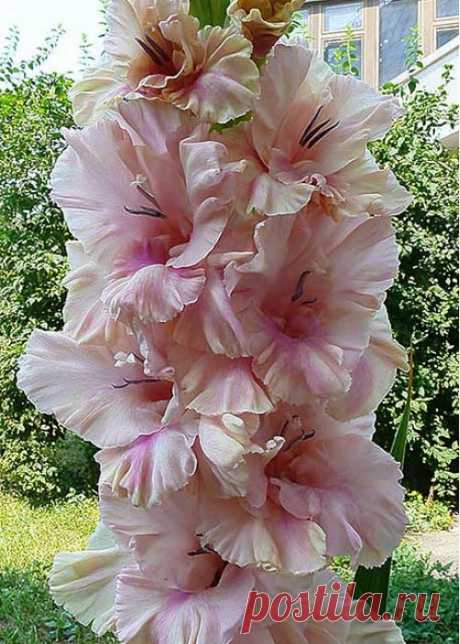 (456) Pinterest