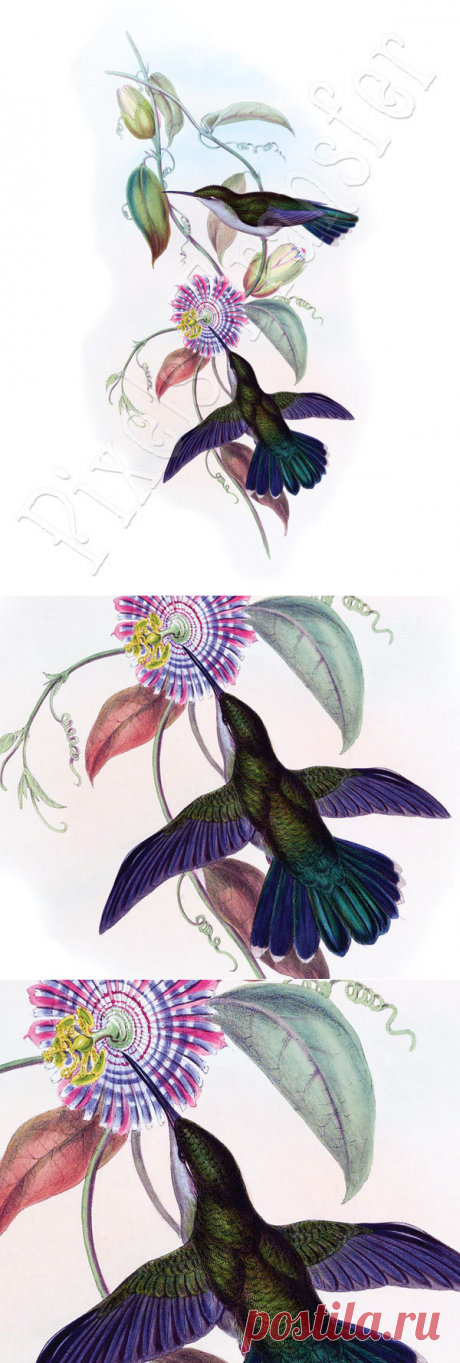 HUMMINGBIRDS Instant Download large digital от PixelsTransfer