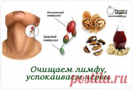 Очищаем лимфу и кровь