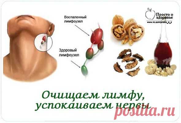 ЗДРАВОТДЕЛ. Очищаем лимфу, успокаиваем нервы | Домохозяйки