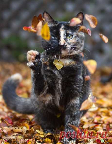 Mostly Cats. Mostly.