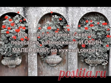 Все о Пелларгониях: Секреты, пересадка, Размножение и ОДИН МАЛЕНЬКИЙ, но НУЖНЫЙ СОВЕТ! - YouTube
