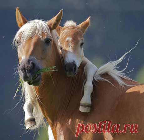 Для тебя, мой незабываемый шарик волос