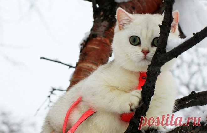 Британская кошка шиншиллового окраса