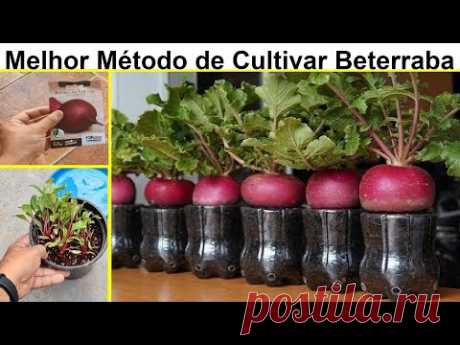 Como cultivar beterraba em casa | Melhor método