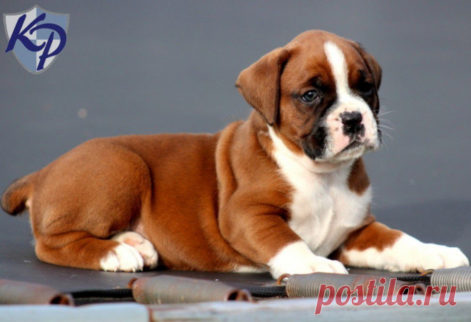 Chopper – Boxer Puppies for Sale in PA | Keystone Puppies